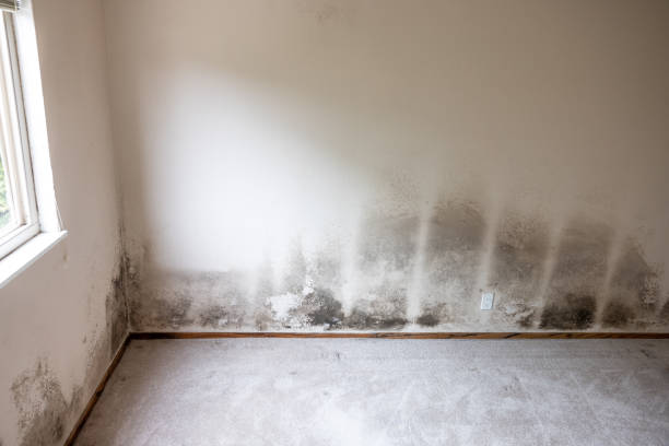Best Forensic Mold Investigation  in Summerville, GA