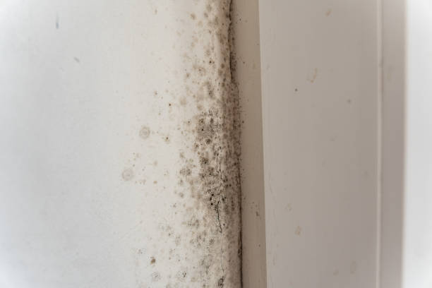 Environmental Consulting for Mold Prevention in Summerville, GA